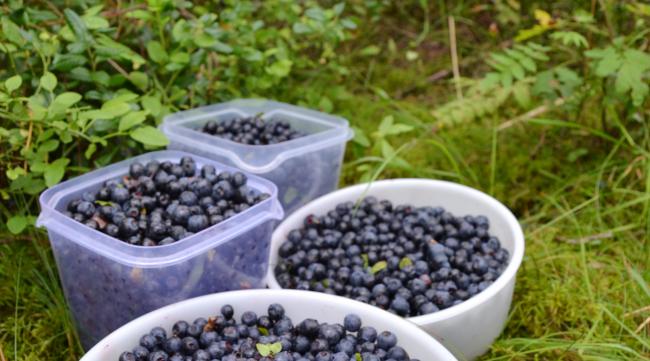 绿色地狱蓝莓怎么种植