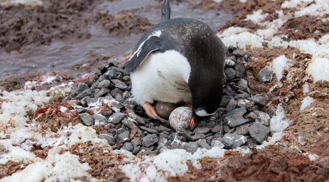 企鹅企鹅生活怎么孵蛋多久