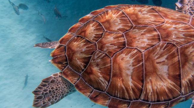 海刺龟是什么动物