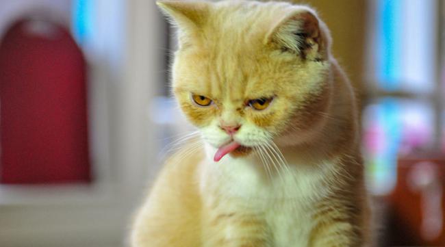 加菲猫臭是什么原因导致的