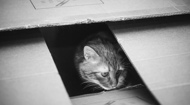 箱子里的猫悖论