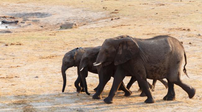 大象的自然繁殖方法和过程图
