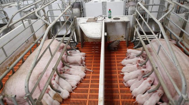 200头母猪需要多少产床