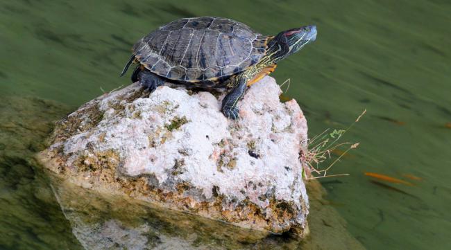 乌龟喜欢老水还是新水