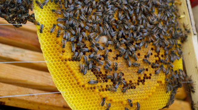 多少只蜜蜂一次可以采一斤蜜呢