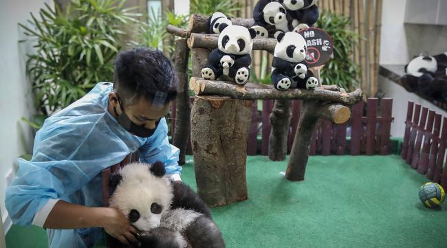 领养熊猫需要什么条件和手续呢