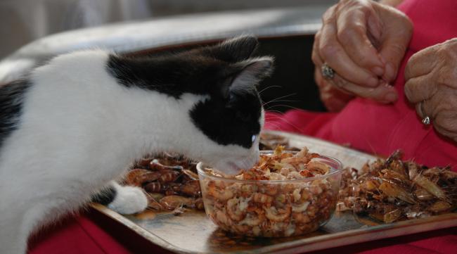 人吃的寿司可以给猫吃嘛