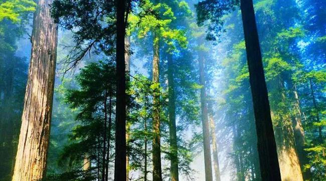 六大森林建设有哪些内容和意义