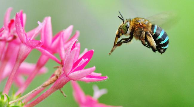 蜜蜂叫声成语