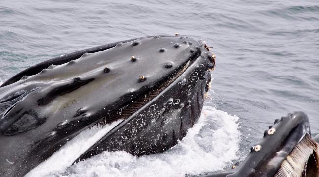 鲸为什么数量大幅度减少的原因