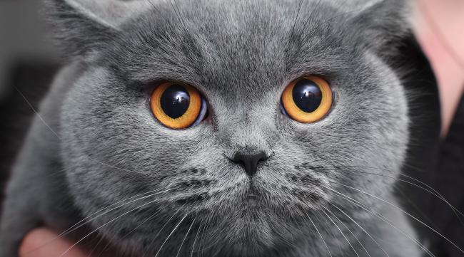 为什么蓝猫眼睛颜色不同呢