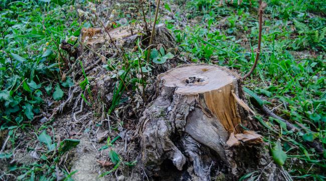 森林怎么把木桩砍掉呢