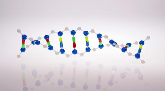 基因工程包括哪几步工作