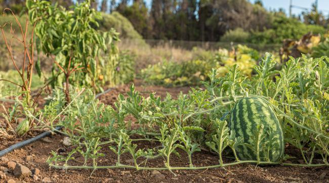 西瓜都是如何种植的呢