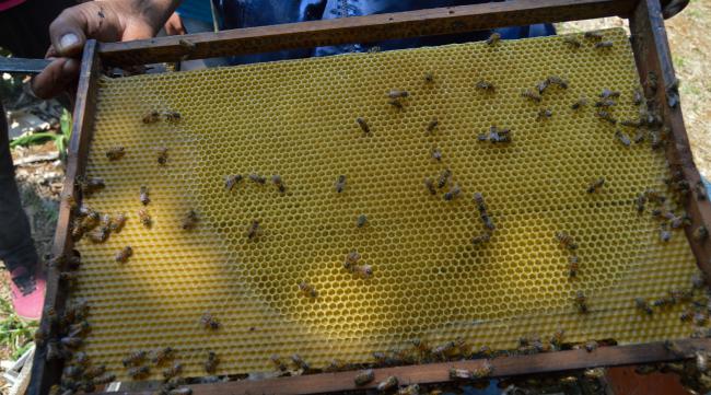 养蜜蜂的技术和方法