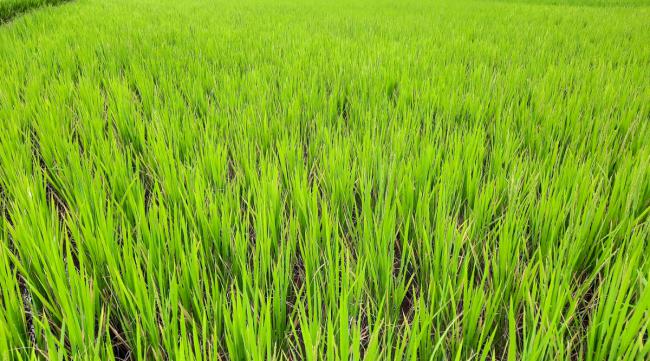 怎么样才能更好种植水稻呢
