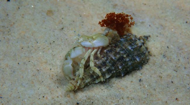 海洋世界大螃蟹的名字大全