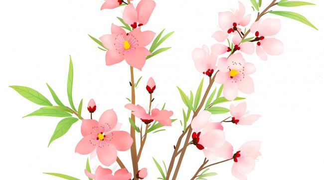 如何画桃花或春天开的花呢