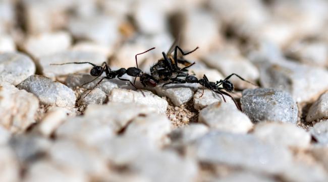 红蚂蚁和黑蚂蚁会不会发生战争呢