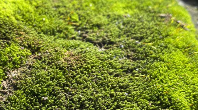 有什么办法可以让苔藓快速增殖呢