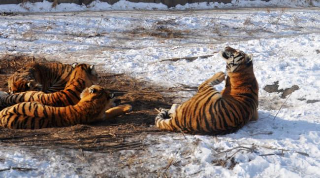 关于东北虎的保护条例最新