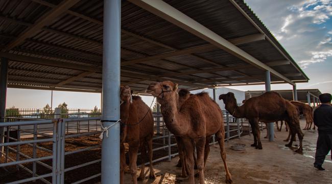 骆驼的养殖条件