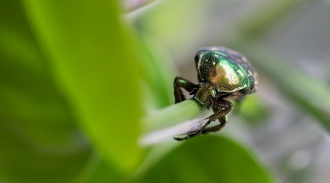 绿甲虫如何分辨公母图片