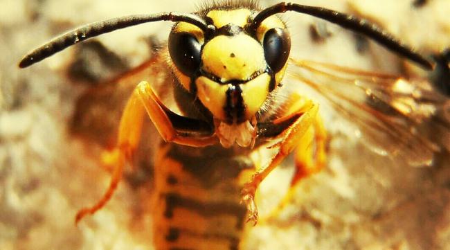 蜜蜂的读音是什么