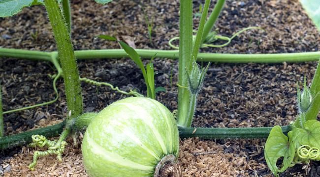 南瓜种子和西瓜种子种植方法区别