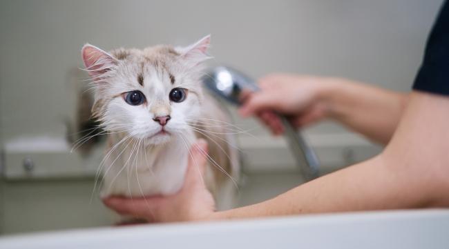 小猫洗澡标准教程