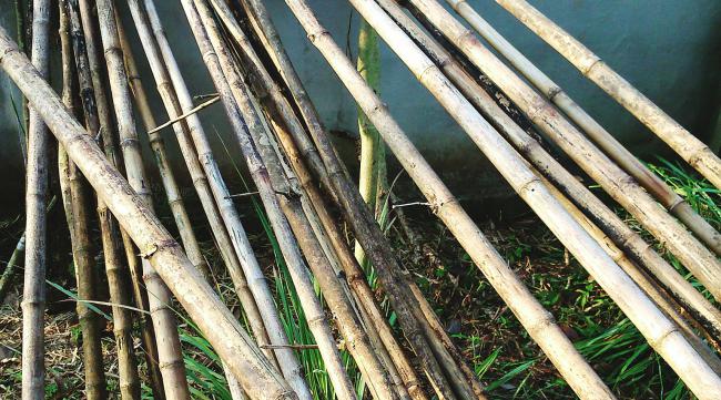 新鲜竹子处理方法