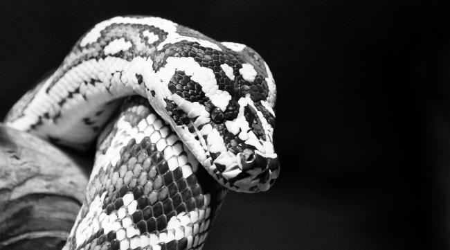 蛇一共有多少种黑色的叫法