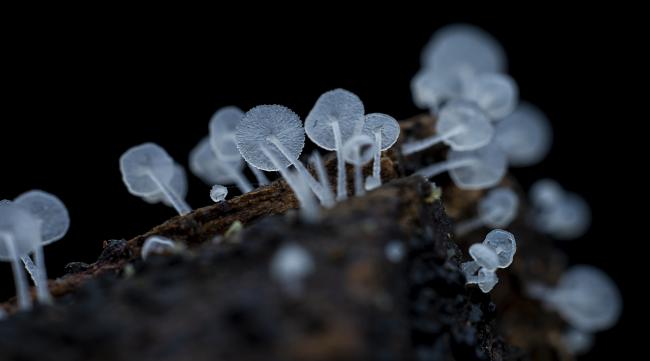 蘑菇孢子的颜色和外形特征