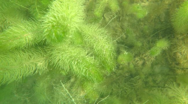 金鱼藻种植方法