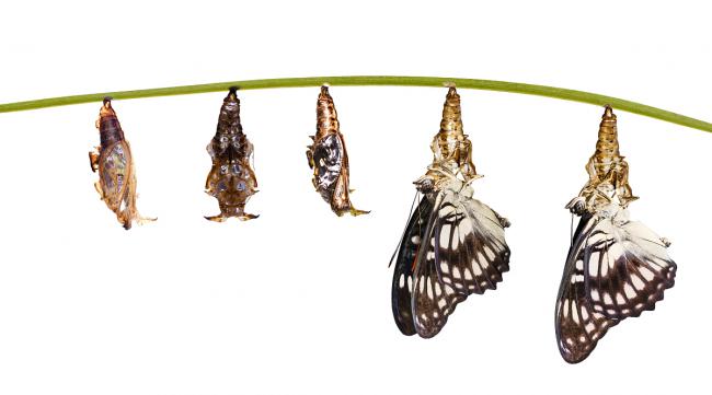 昆虫的翅膀是怎样进化而来的呢