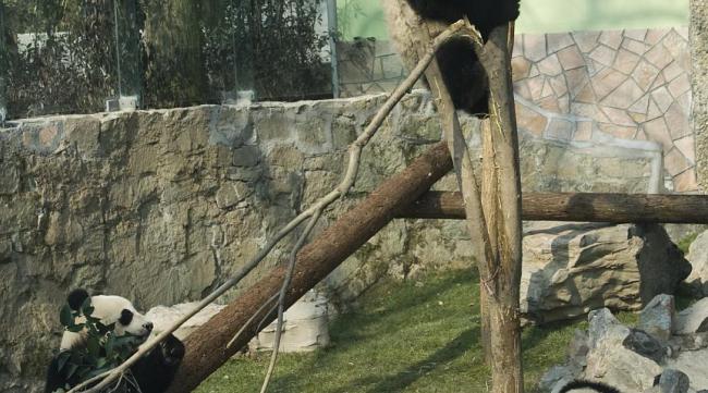 熊猫养殖条件