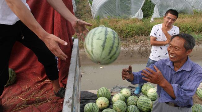 农民是怎么判断西瓜生熟的呢