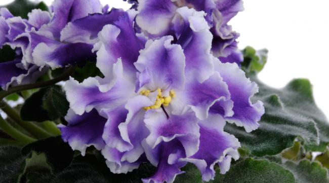 什么花最像紫罗兰而且超级好养