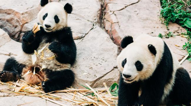 泉州海丝野生动物园熊猫
