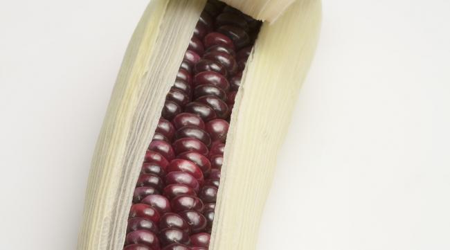 玉米种子带紫线的好吗