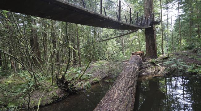 森林之子水上桥怎么建的