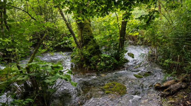 原始森林根据什么寻找水源呢