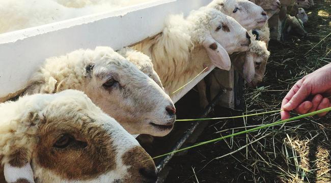 小羊养殖注意事项