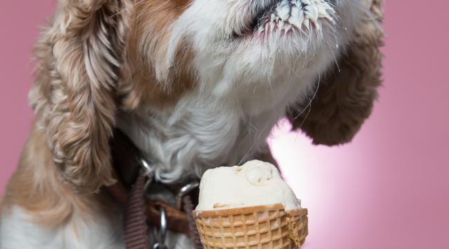 狗狗经常吃冰淇淋有害吗会死吗