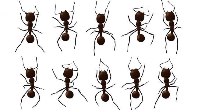 蚂蚁声调怎么标