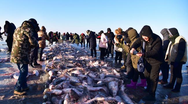 查干湖最大的鱼王有多少斤