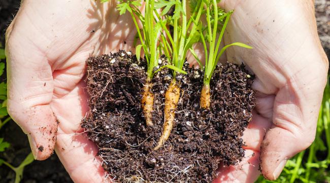 如何用胡萝卜籽在家种植呢