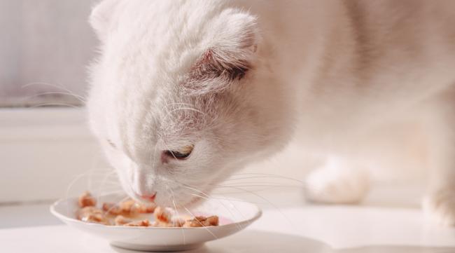 猫咪可以忍受多久的饥饿呢