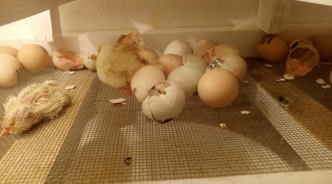 如何在家孵小鸡