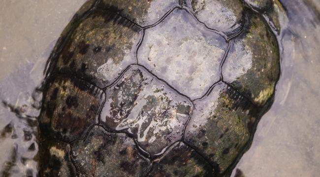 乌龟壳生长方法图片